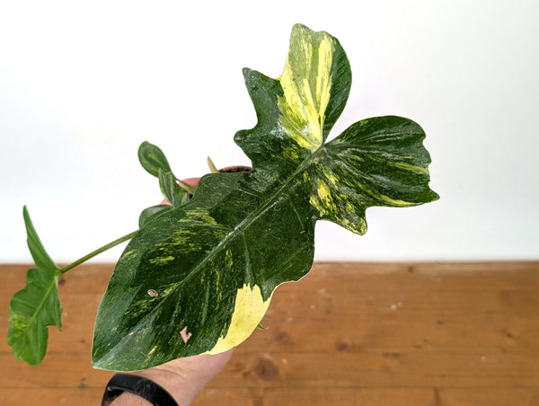 Philodendron Florida Beauty x Mayoi Variegated - Exact Plant #27A in 4" Pot
