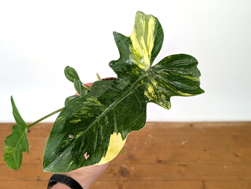 Philodendron Florida Beauty x Mayoi Variegated - Exact Plant #27A in 4" Pot