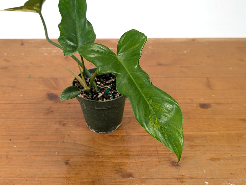 Philodendron Florida Beauty x Mayoi Variegated - Exact Plant #27A in 4" Pot