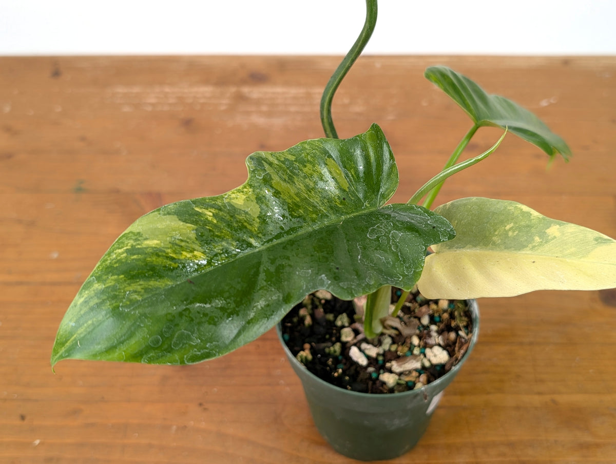 Philodendron Florida Beauty x Mayoi Variegated - Exact Plant #27B in 4" Pot