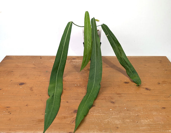 Anthurium Pallidiflorum - Narrow Leaf Size 18+" - Exact XL Plant #27A