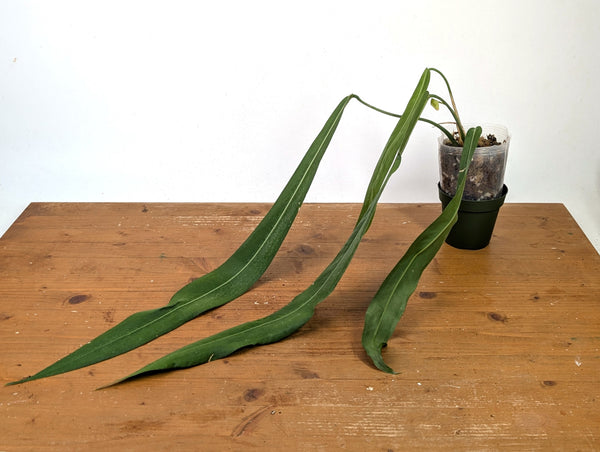 Anthurium Pallidiflorum - Narrow Leaf Size 18+" - Exact XL Plant #27A