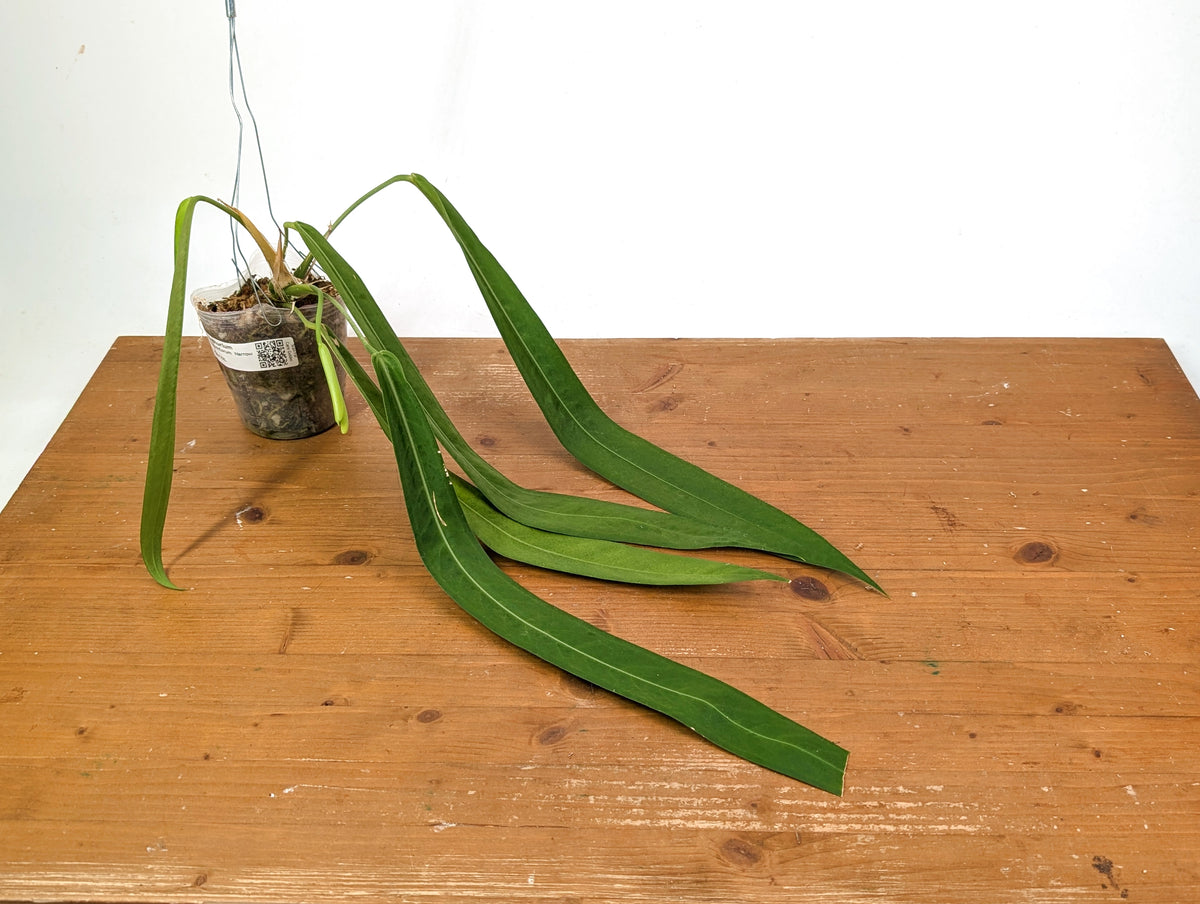 Anthurium Pallidiflorum - Narrow Leaf Size 18+" - Exact XL Plant #28A