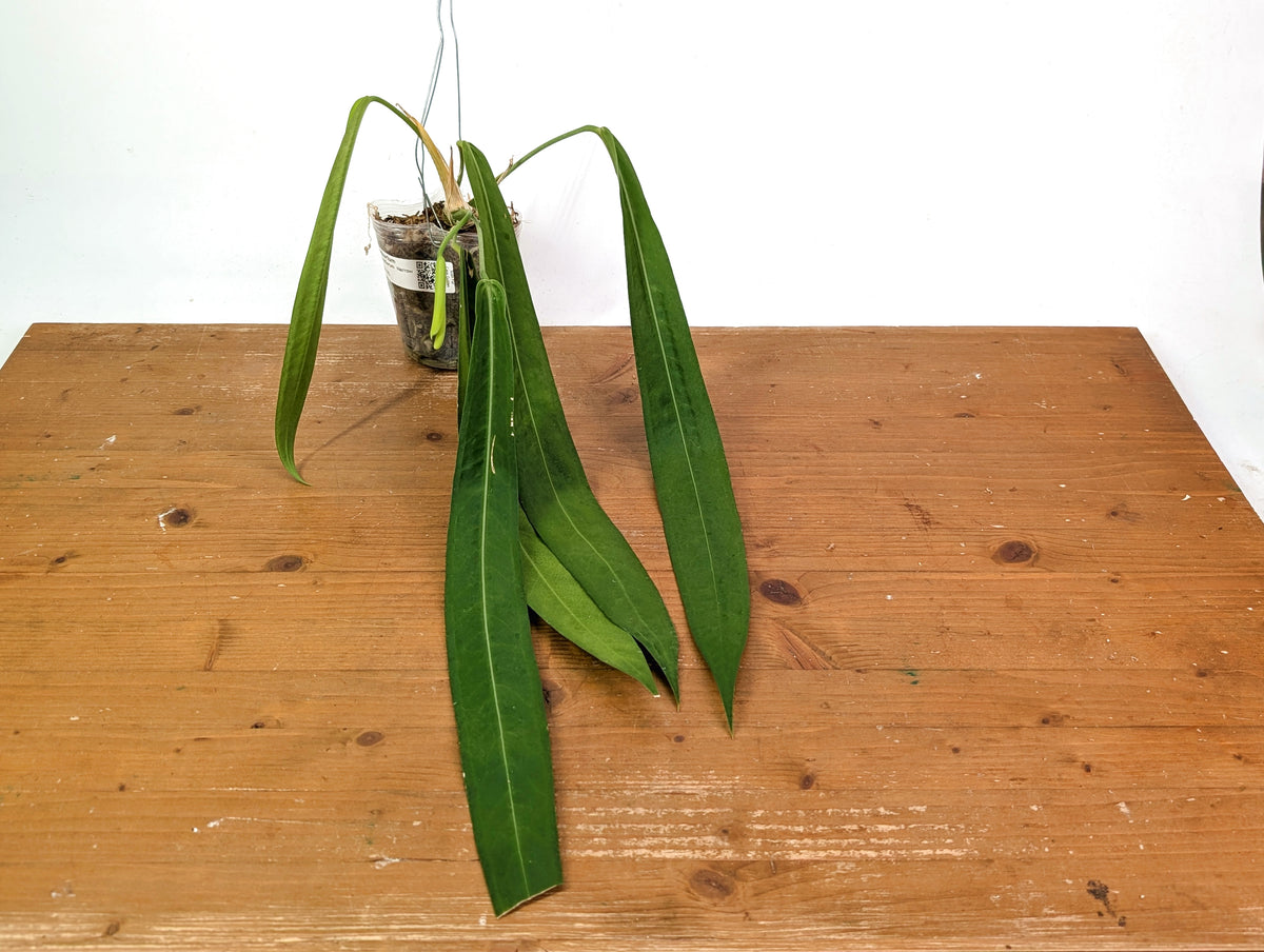 Anthurium Pallidiflorum - Narrow Leaf Size 18+" - Exact XL Plant #28A