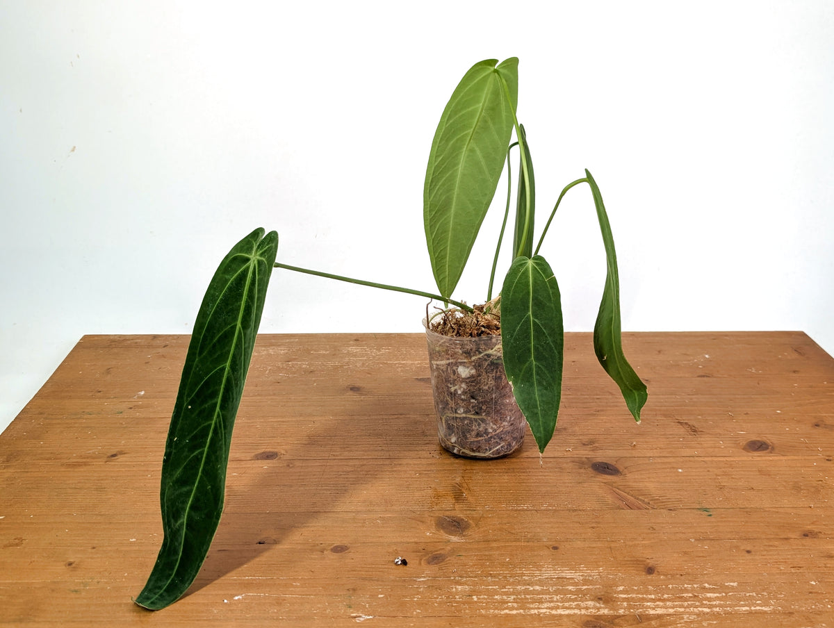 Anthurium Warocqueanum - Mature Exact Plant #19C