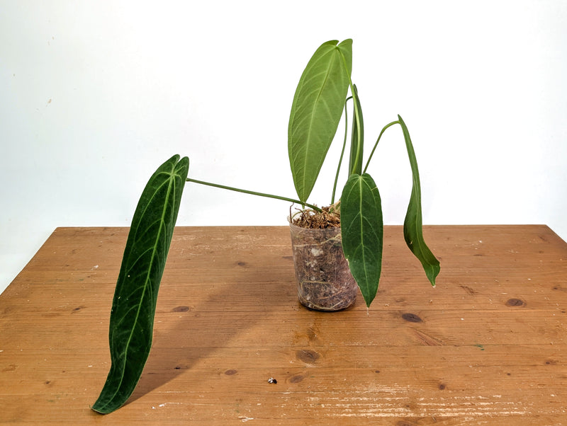 Anthurium Warocqueanum - Mature Exact Plant #19C