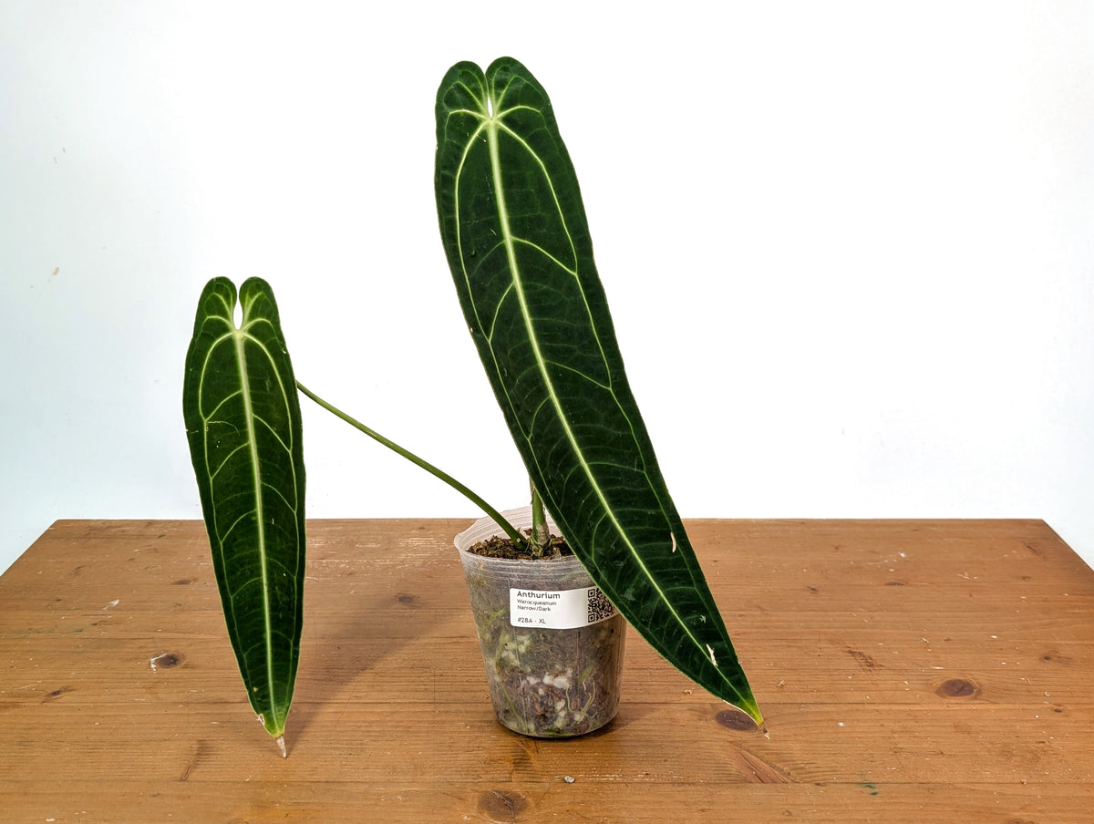 Anthurium Warocqueanum - XL Mature Exact Plant Over 14" Tall - #27A