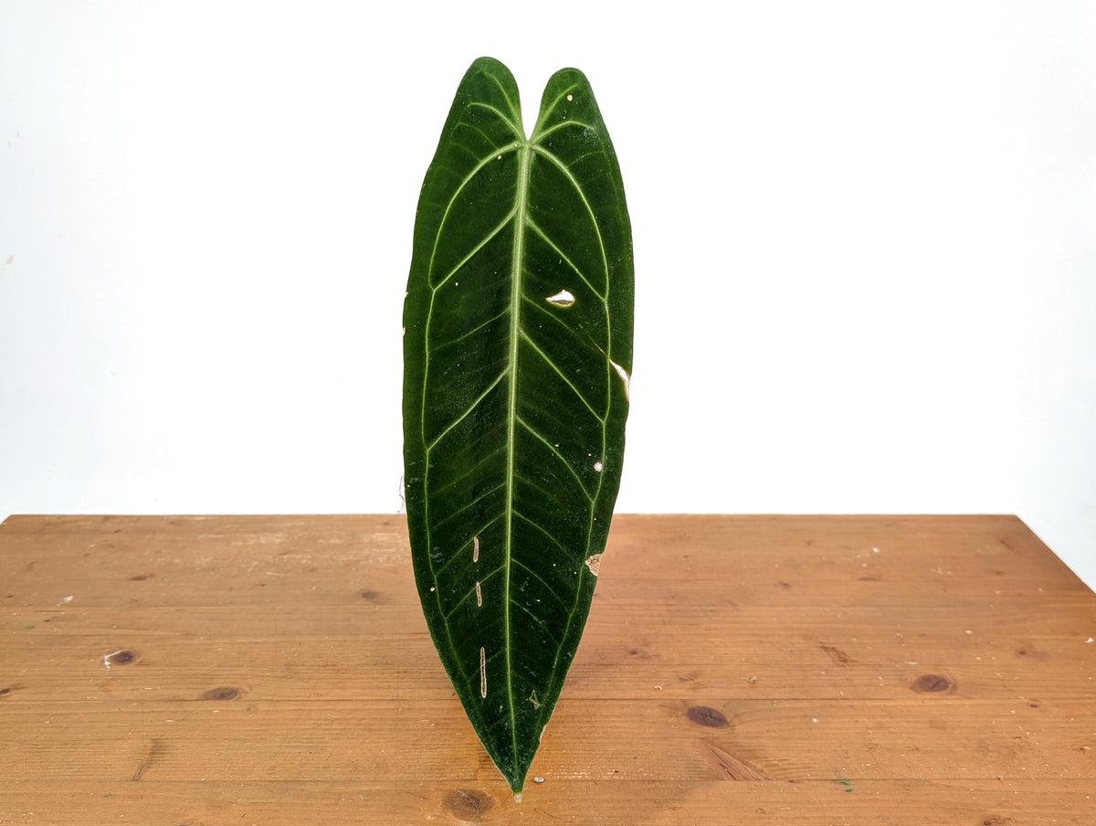 Anthurium Warocqueanum 'Queen' - Exact Plant Single Leaf 4" Pot (#26G)