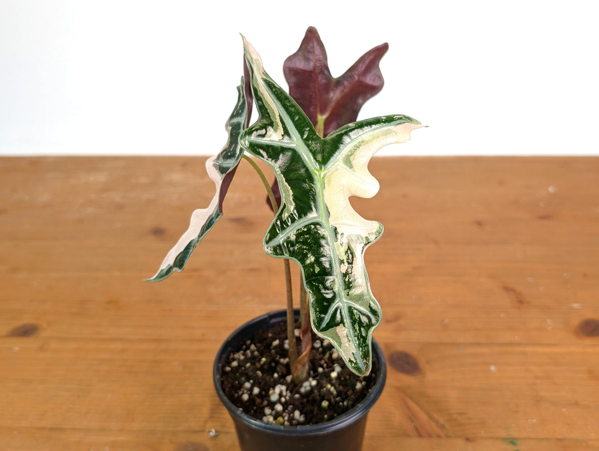 Alocasia Nobilis Pink Variegated -Approx 11" Tall - Exact Plant #28A