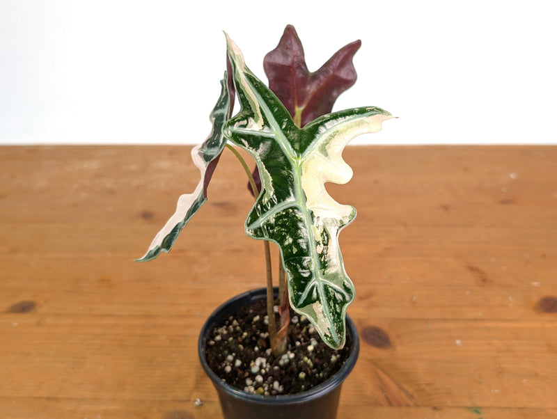 Alocasia Nobilis Pink Variegated -Approx 11" Tall - Exact Plant #28A