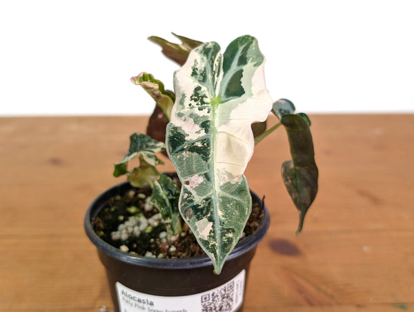 Alocasia Polly Pink Snow Superb Variegated - Approx 7" Tall - Exact Plant #28A