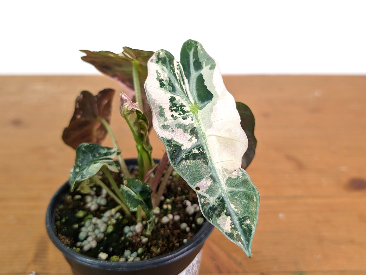 Alocasia Polly Pink Snow Superb Variegated - Approx 7" Tall - Exact Plant #28A