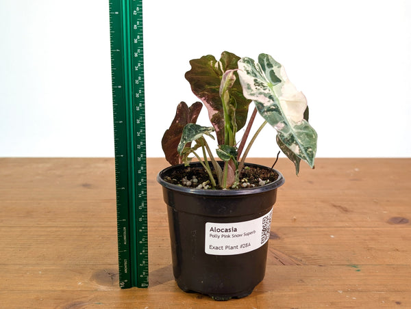 Alocasia Polly Pink Snow Superb Variegated - Approx 7" Tall - Exact Plant #28A