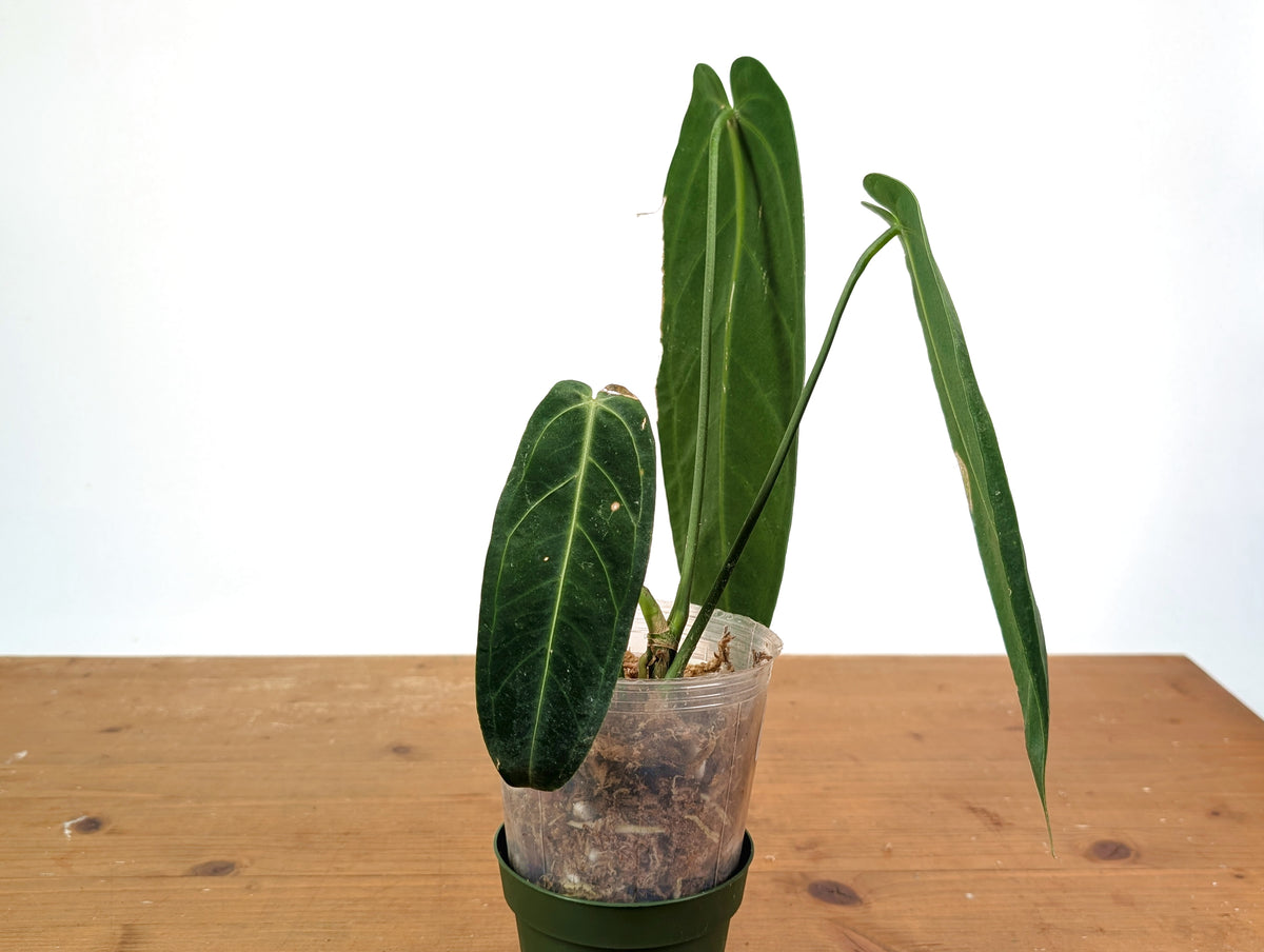 Anthurium Warocqueanum - XL Mature Exact Plant Over 12" Tall - #28A