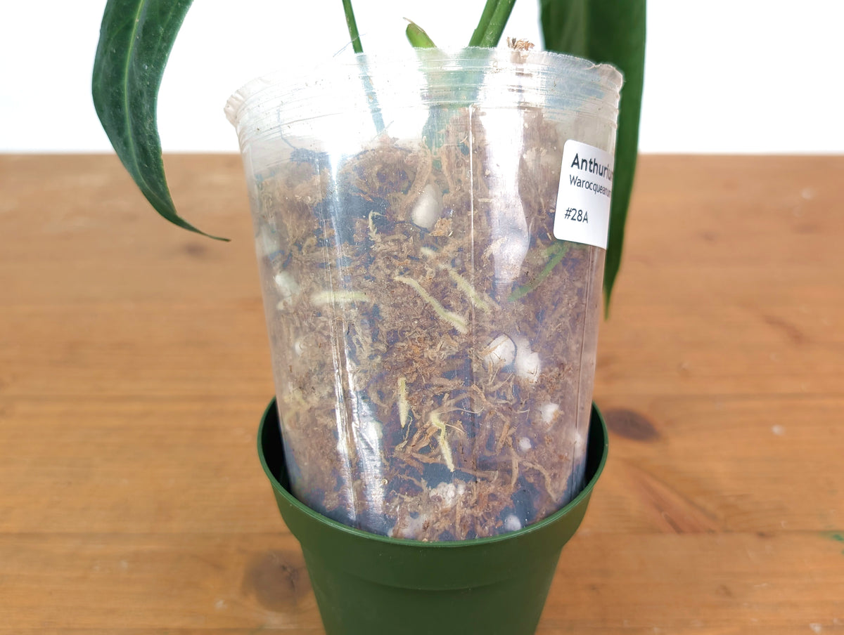 Anthurium Warocqueanum - XL Mature Exact Plant Over 12" Tall - #28A