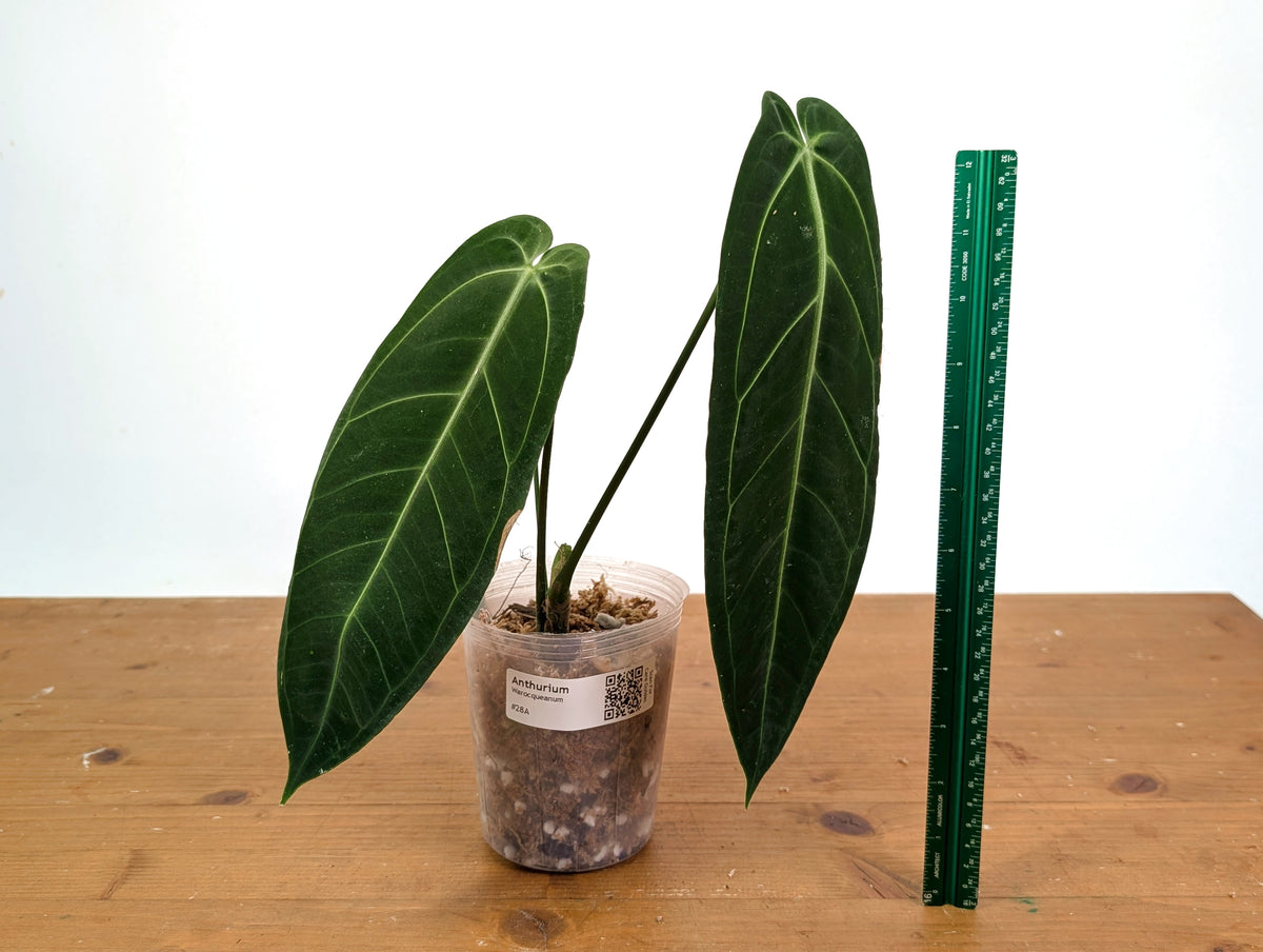 Anthurium Warocqueanum - XL Mature Exact Plant Over 12" Tall - #28A