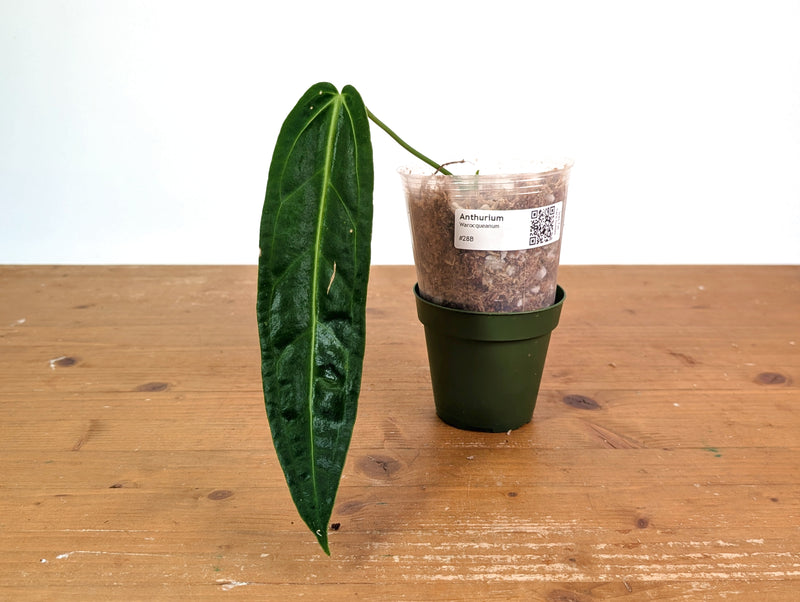 Anthurium Warocqueanum - XL Mature Exact Plant 9" Tall - #28B