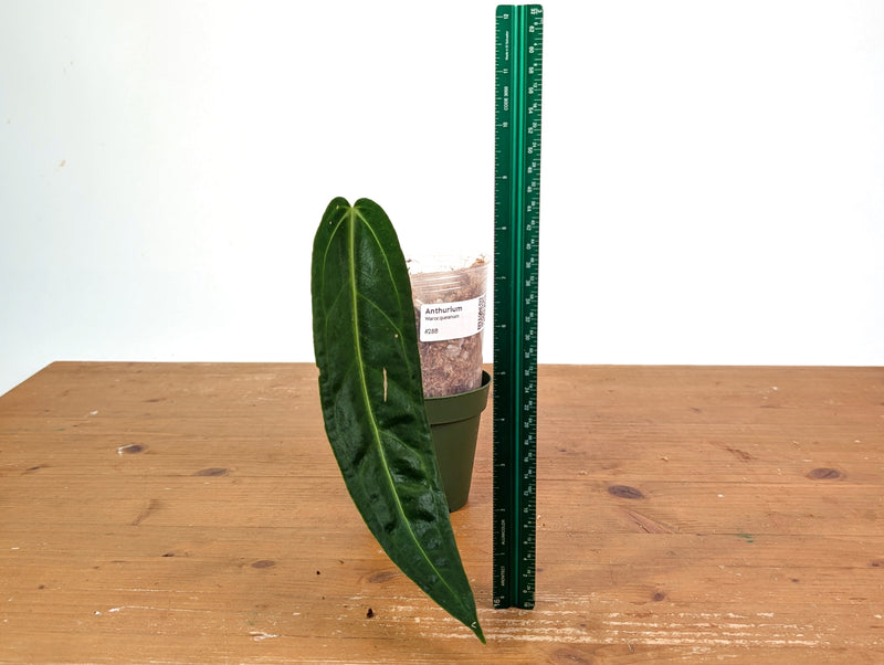 Anthurium Warocqueanum - XL Mature Exact Plant 9" Tall - #28B