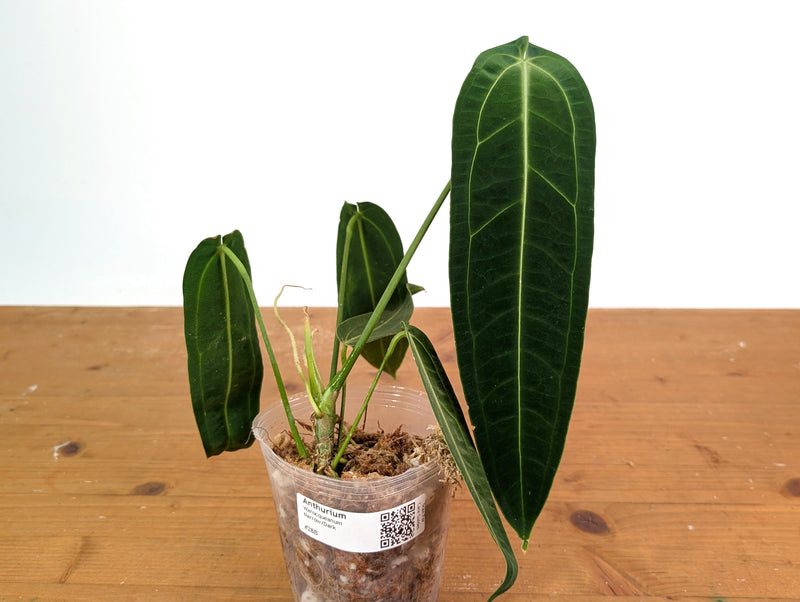 Anthurium Warocqueanum - Dark/Narrow Exact Plant 12" Tall - #28B