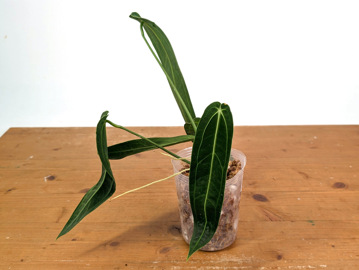Anthurium Warocqueanum - Dark/Narrow Exact Plant 12" Tall - #28B