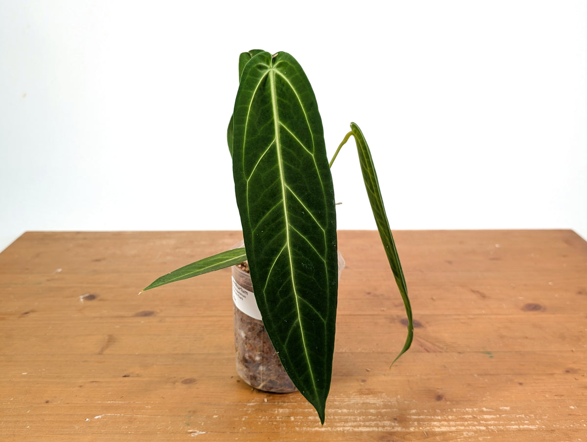 Anthurium Warocqueanum - Dark/Narrow Exact Plant Over 12" Tall - #28C