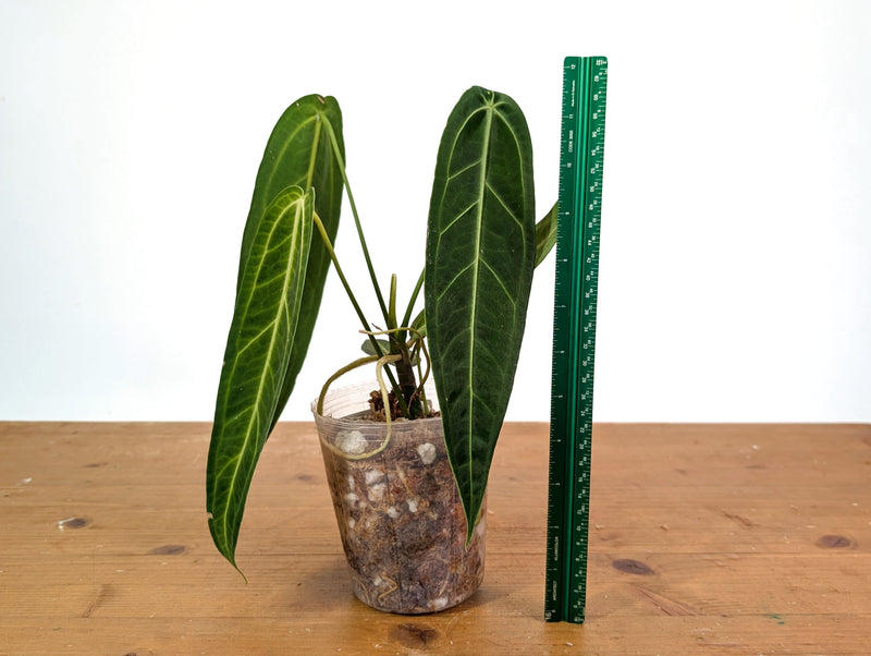 Anthurium Warocqueanum - Dark/Narrow Exact Plant Over 12" Tall - #28C