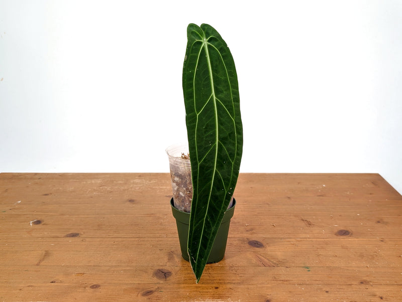 Anthurium Warocqueanum 'Queen' - Dark/Narrow Exact Plant Approx 13" Tall - #28D
