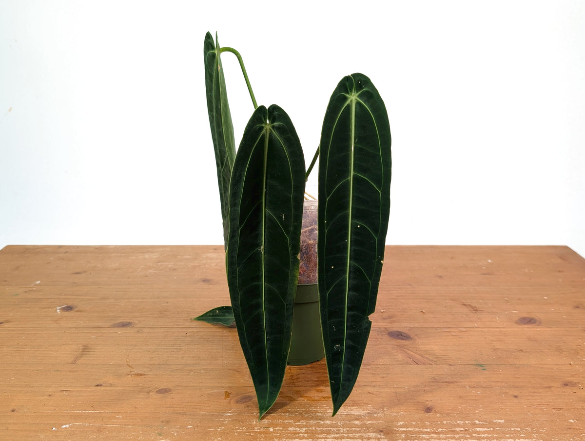Anthurium Warocqueanum 'Queen' - Dark/Narrow Exact Plant - #28E