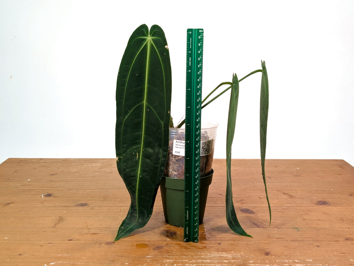 Anthurium Warocqueanum 'Queen' - Dark/Narrow Exact Plant - #28E