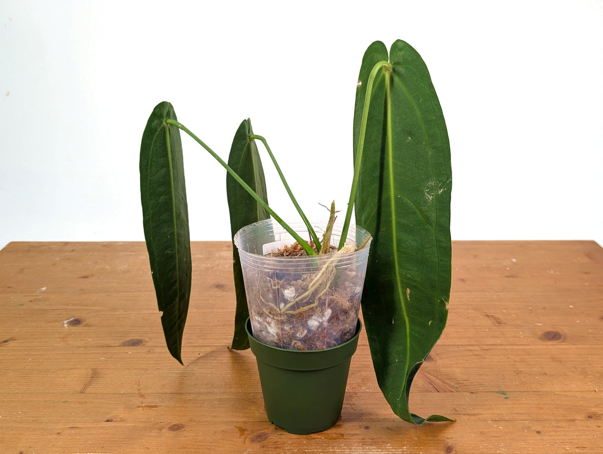 Anthurium Warocqueanum 'Queen' - Dark/Narrow Exact Plant - #28E