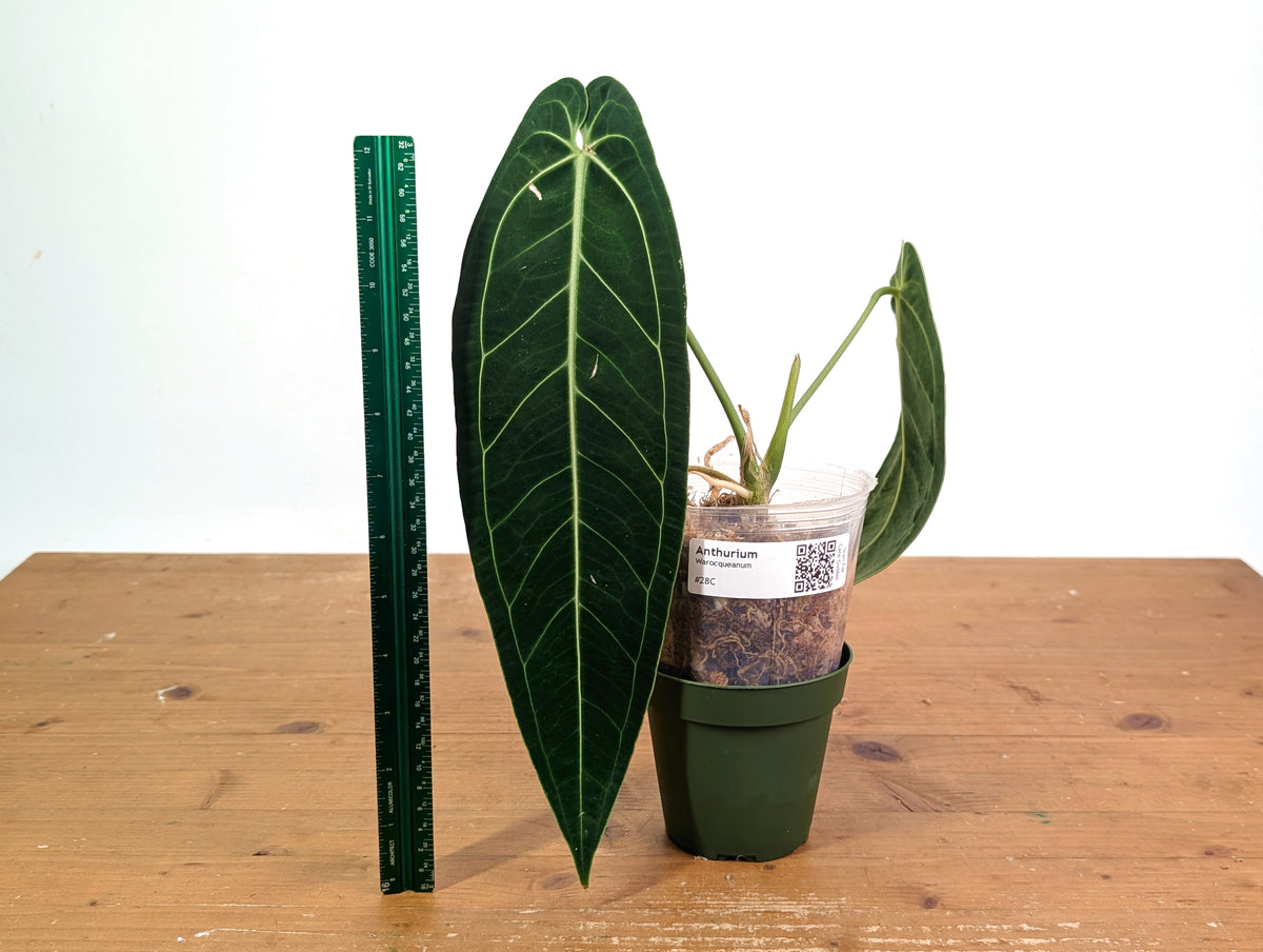 Anthurium Warocqueanum 'Queen' - Exact Plant - #28C