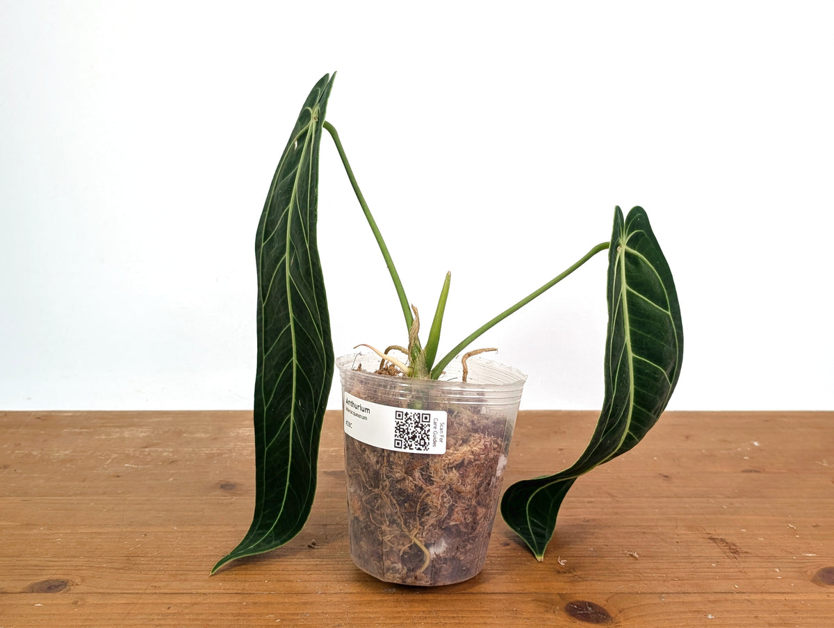 Anthurium Warocqueanum 'Queen' - Exact Plant - #28C