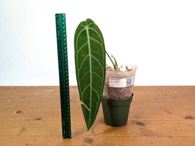 Anthurium Warocqueanum 'Queen' - Dark/Narrow Exact Plant - #28F