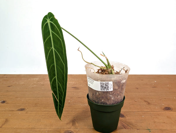 Anthurium Warocqueanum 'Queen' - Dark/Narrow Exact Plant - #28F
