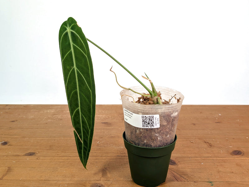 Anthurium Warocqueanum 'Queen' - Dark/Narrow Exact Plant - #28F