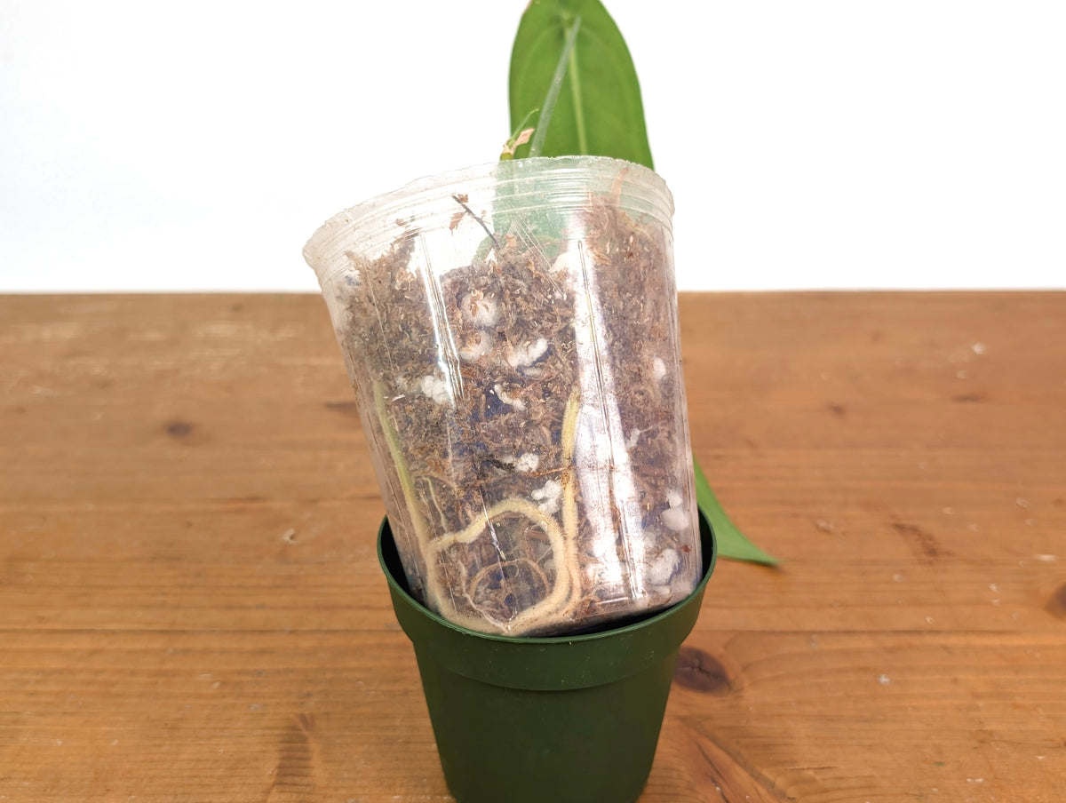 Anthurium Warocqueanum 'Queen' - Dark/Narrow Exact Plant - #28F