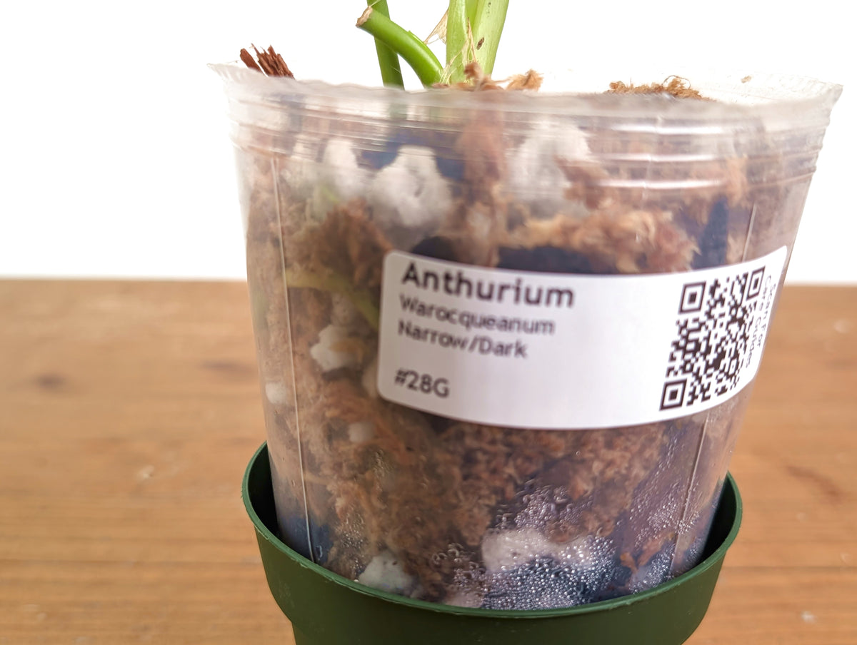 Anthurium Warocqueanum 'Queen' - Dark/Narrow Exact Plant - #28G