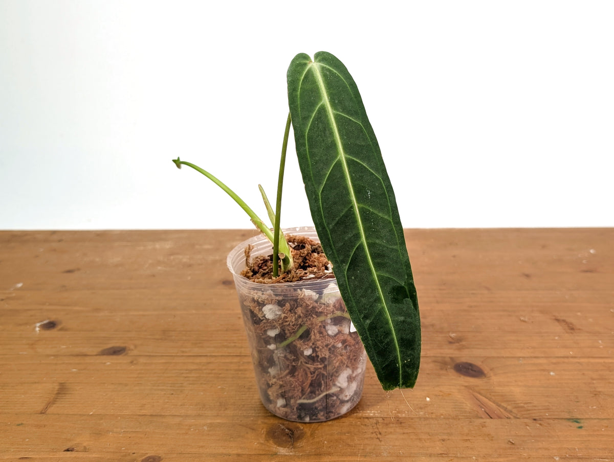 Anthurium Warocqueanum 'Queen' - Dark/Narrow Exact Plant - #28G