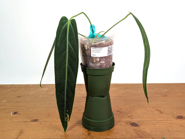 Anthurium Warocqueanum 'Queen' - Dark/Narrow Exact Plant - #28H