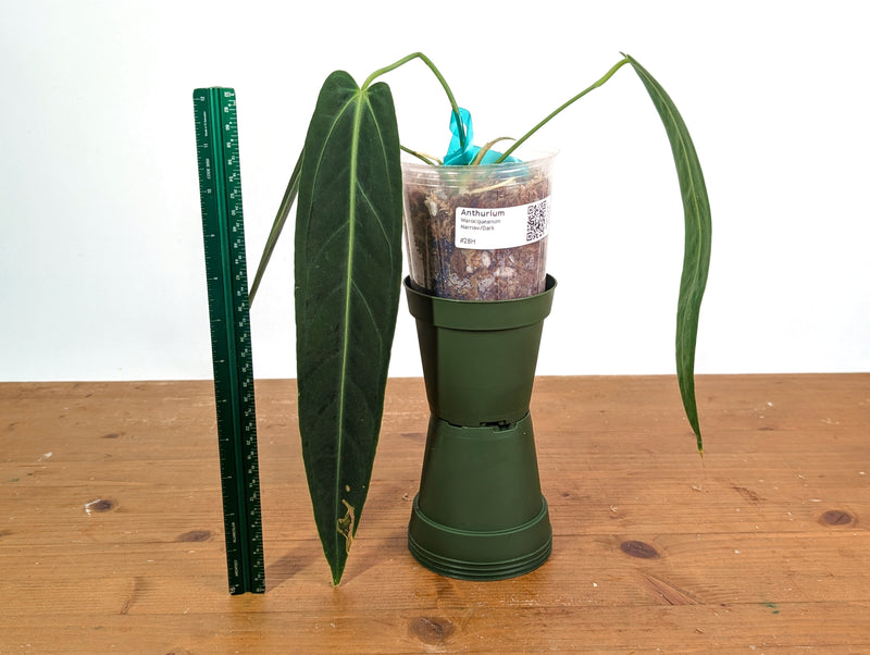 Anthurium Warocqueanum 'Queen' - Dark/Narrow Exact Plant - #28H