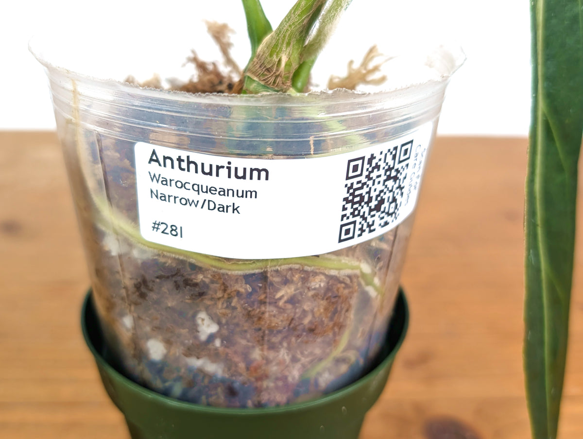 Anthurium Warocqueanum 'Queen' - Dark/Narrow Exact Plant - #28I