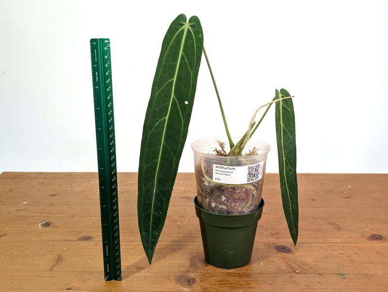 Anthurium Warocqueanum 'Queen' - Dark/Narrow Exact Plant - #28J