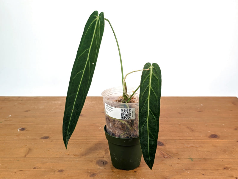 Anthurium Warocqueanum 'Queen' - Dark/Narrow Exact Plant - #28J