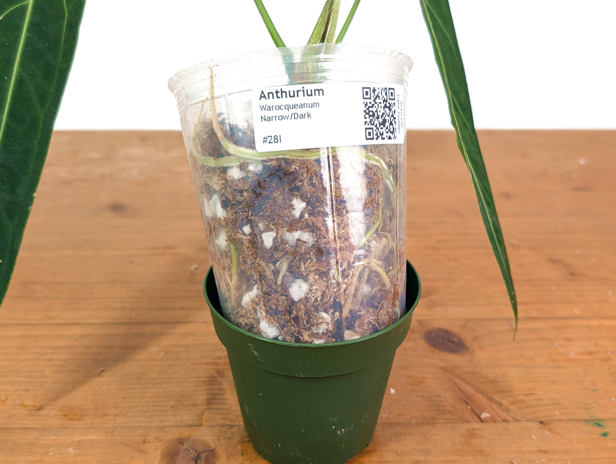 Anthurium Warocqueanum 'Queen' - Dark/Narrow Exact Plant - #28I