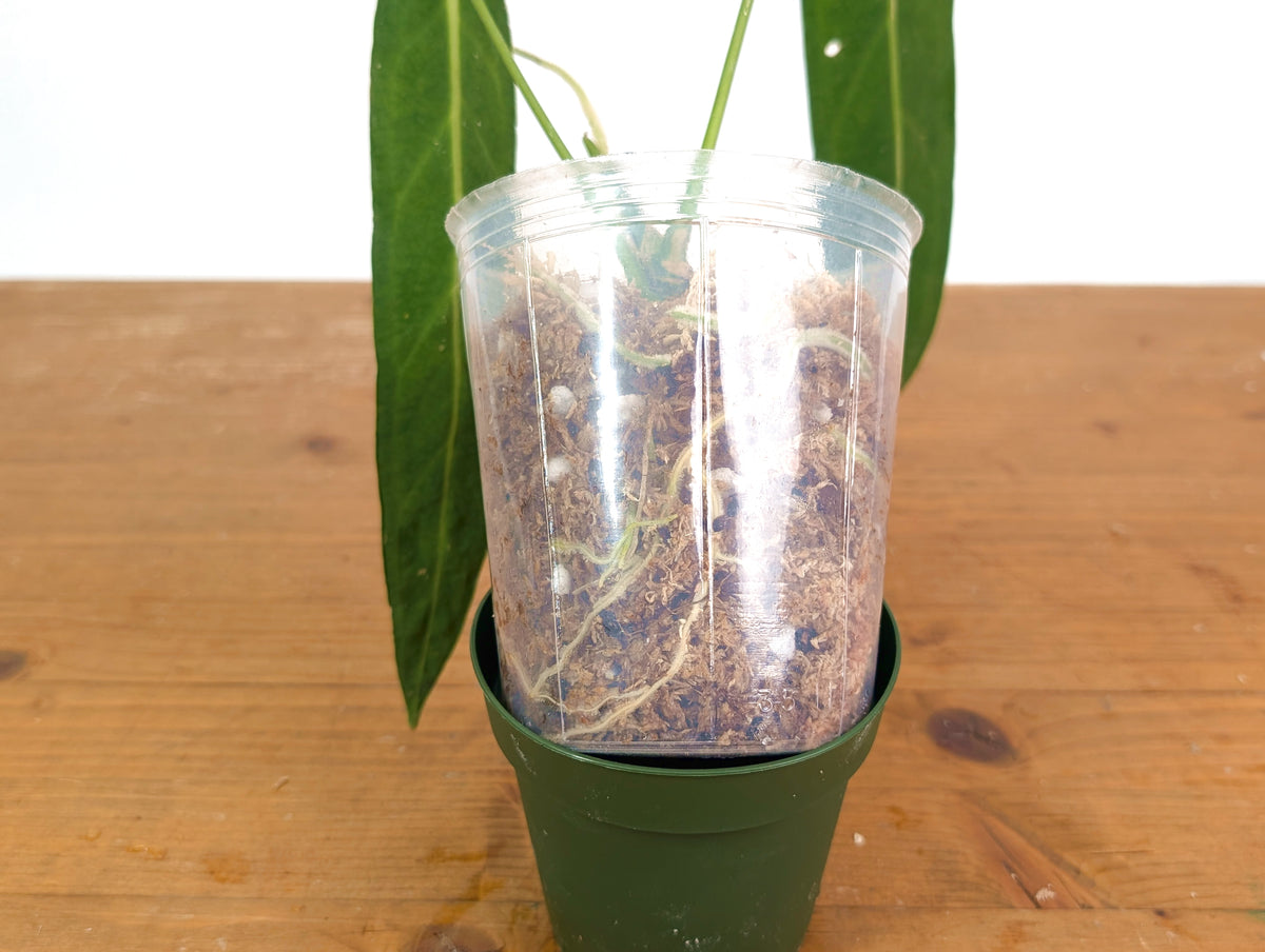 Anthurium Warocqueanum 'Queen' - Dark/Narrow Exact Plant - #28I