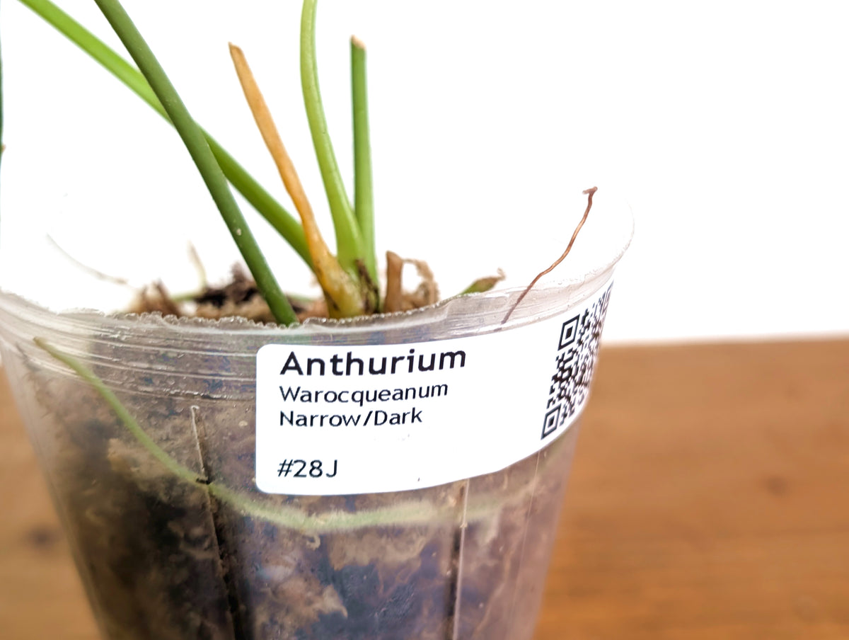 Anthurium Warocqueanum 'Queen' - Dark/Narrow Exact Plant - #28J