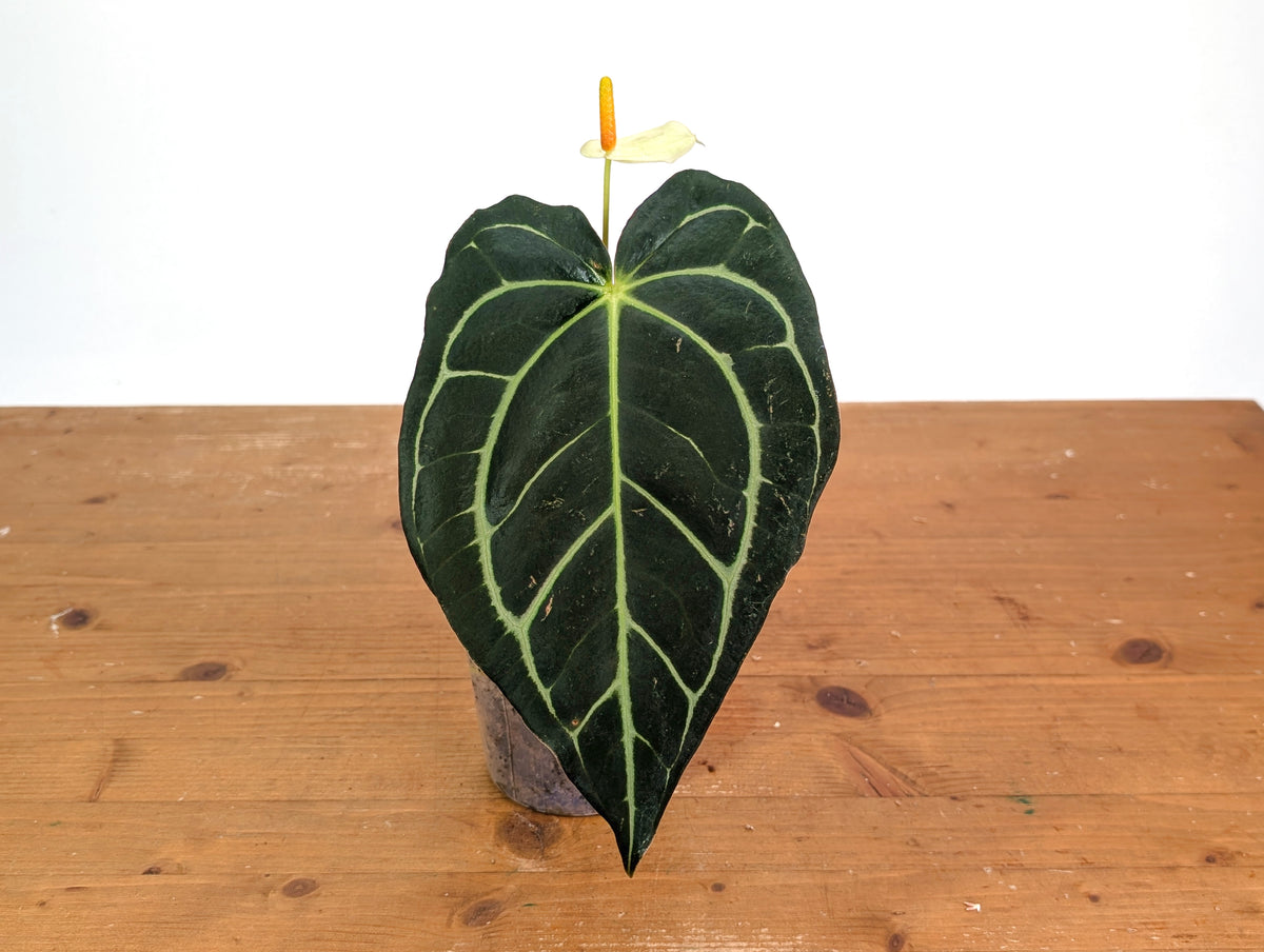 Anthurium Carlablackiae