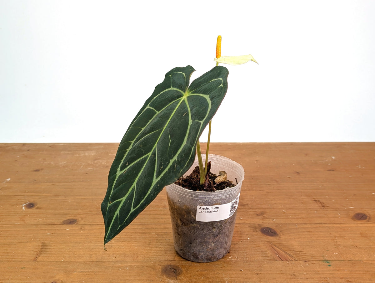 Anthurium Carlablackiae