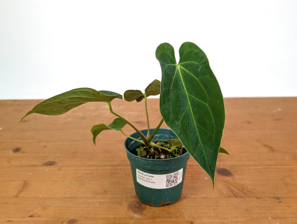 Anthurium Crystal Sky x Papillilaminum