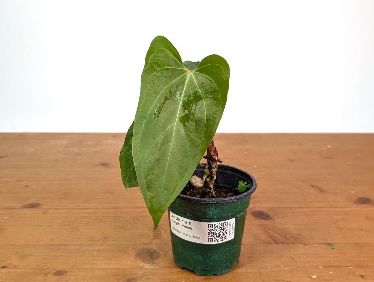 Anthurium Jungle Dreams (Besseae × Pinkleyi)